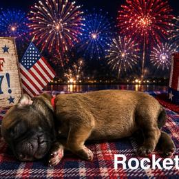 Rocket - Wheaten male Soft Coated Wheaten Terrier puppy in Newark, Ohio from Valleydayle Doodles and Wheatens