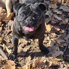 Bonnie - Pug