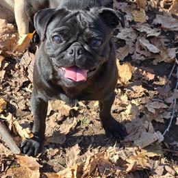 Bonnie - Pug