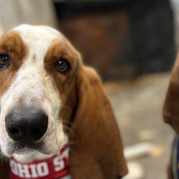 Basset Hounds from Baker’s Bassetts