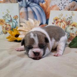 Poppy - Blue female Boston Terrier puppy in Kingsport, Tennessee from Irish Heart Bostons