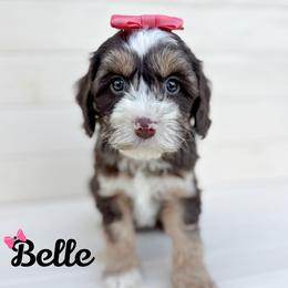 Belle - Tri-color female Australian Labradoodle puppy in Harrisonville, Missouri from Blessed Day Doodles