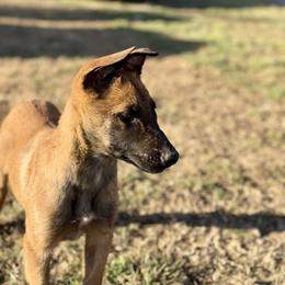 Rhino - Fawn male Belgian Malinois puppy in Briggs, Texas from Madhouse’s Belgian Malinois and German Shepherds