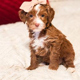 Comet - Red  female Goldendoodle puppy in Sallisaw, Oklahoma from Huddle Puppies