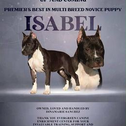Isabel - American Pit Bull Terrier