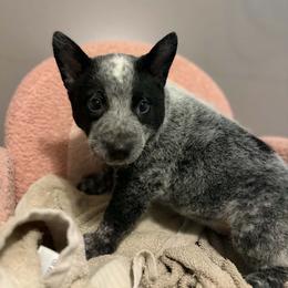Lily - Blue speckled female Australian Cattle Dog puppy in Monterey, Tennessee from Quarter Acre Farms