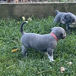 Mountain Cur Puppies from Walnut Ridge Mountain Curs