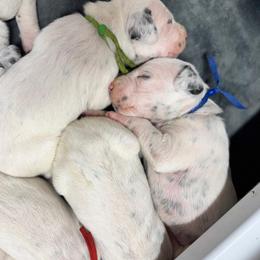 Dalmatian, Poodle, and Rhodesian Ridgeback Puppies from Ruffles, Ridges, & Spots!