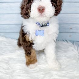 Bernedoodle, Cockapoo, and Goldendoodle Puppies from Danie’s Darling Doodles LLC
