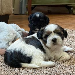 Shih Tzu Puppies from Hillside Loop Kennel LLC