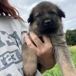 German Shepherd Puppies from Shenango Valley Shepherds