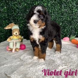 Violet girl - Tri-color female Bernedoodle puppy in Modesto, California from Two Doods Doodles