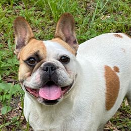 Posie Jane - French Bulldog