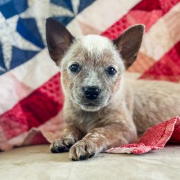 Blue boy - Red speckled male Australian Cattle Dog puppy in Corning, California from Diamond U Doodles & True Grit Stockdogs