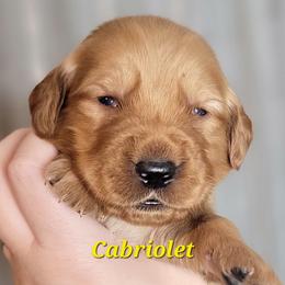 Cabriolet - Dark golden male Golden Retriever puppy in Scurry, Texas from 07 Seven Oaks Goldens and Doodles