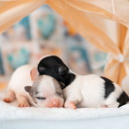 Chihuahua puppies from Arizona Adventure Chihuahuas