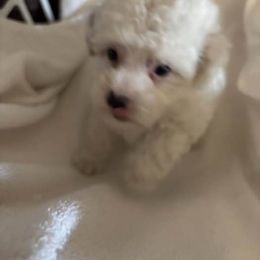 Puppy - White female Poodle puppy in Point Pleasant Beach, New Jersey from Black Mountain Toy Poodles