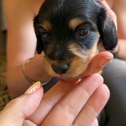 This is Squirt - Black and tan male Dachshund puppy in Easley, South Carolina from Castle Hill Doxies, LLC