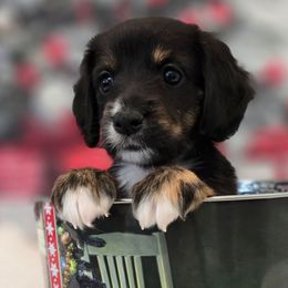 Katherine - Black female Double Doodle puppy in Prescott Valley, Arizona from Ramirez Family Doodles