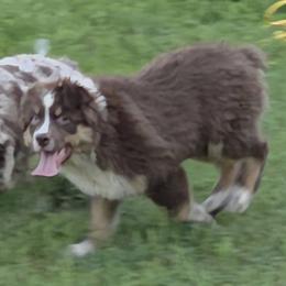 Red Tri M - Red tri-color male Australian Shepherd puppy in Browerville, Minnesota from Rustic River Ranch Aussies