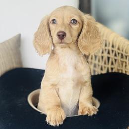 Holden - Cream male Dachshund puppy in Bentonville, Arkansas from Boujee Buns Dachshunds