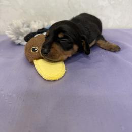 Goose - Black and tan male Dachshund puppy in Palm Bay, Florida from Anastasia’s Royal Weenies