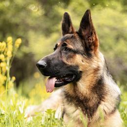 German Shepherds from Rennwood German Shepherds