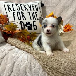 Leah - Blue merle and white female American Corgi puppy in Paradise, Texas from Bar S Corgis