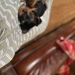 Yorkshire Terrier Puppies from Rose Puppies