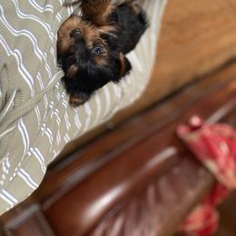 Yorkshire Terrier Puppies from Rose Puppies