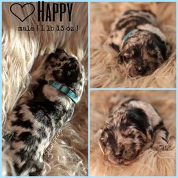 Double Doodle, Goldendoodle, and Sheepadoodle Puppies from Shaw Spring's Canines