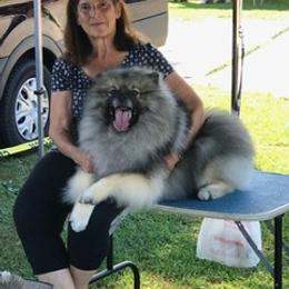 Keeshond All Grown Up from Kathy Dodge