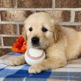Golden Retriever and Miniature Australian Shepherd Puppies from Alexander Canines