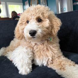 Dahlia - Yellow and white female Bernedoodle puppy in Sparrows Point, Maryland from Rosie’s Puppies