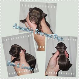 Rio - Liver male Yorkshire Terrier puppy in Wartburg, Tennessee from Amanda's Precious Pups