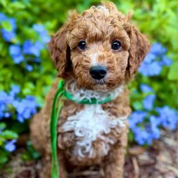 TOY Homer - Red  male Goldendoodle puppy in North Port, Florida from Paradise Coast Doodles