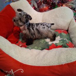 Noel - Parti female Miniature Schnauzer puppy in Gonzales, Louisiana from Majestic Marvels Schnauzers