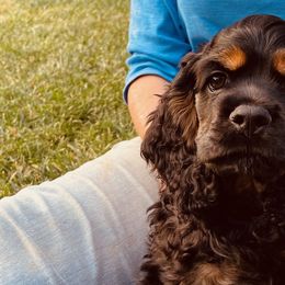 Cocker Spaniels from Hilltop Cockers