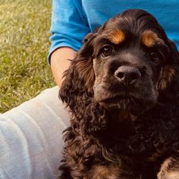 Cocker Spaniels from Hilltop Cockers