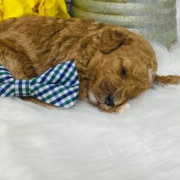 Emerald.  AKC. Clear - Red  male Poodle puppy in Nixa, Missouri from Family Poodles