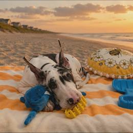 Karma - Harlequin female Great Dane puppy in Brooksville, Florida from Follow My Lead Great Danes