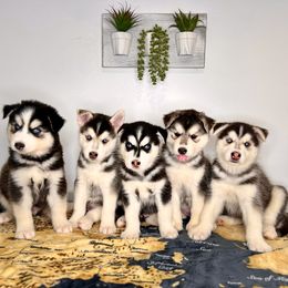 Maltese and Siberian Husky Puppies from Nyx’s Pack