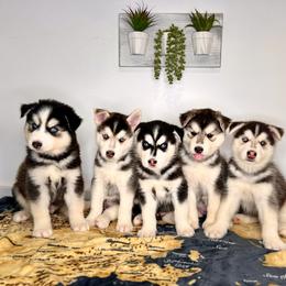 Maltese and Siberian Husky Puppies from Nyx’s Pack