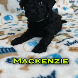 Poodle Puppies from The Victorious Poodle’s