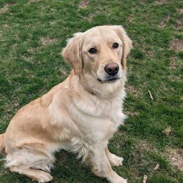 Stella - Golden Retriever