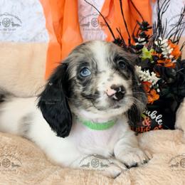 Mr. Green-3200 - Dapple male Dachshund puppy in Sparr, Florida from From the Heart Doxies