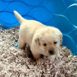 Pluto - Yellow male Labrador Retriever puppy in Davenport, New York from New England Premier English Labradors