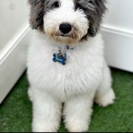 Bernedoodle, Goldendoodle, and Poodle Puppies from JensenBelle Doodles
