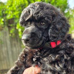 Anna Magdalena - Black female Poodle puppy in Hartselle, Alabama from Phare Poodles