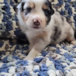 Australian Shepherd Puppies from Slemmer Aussies